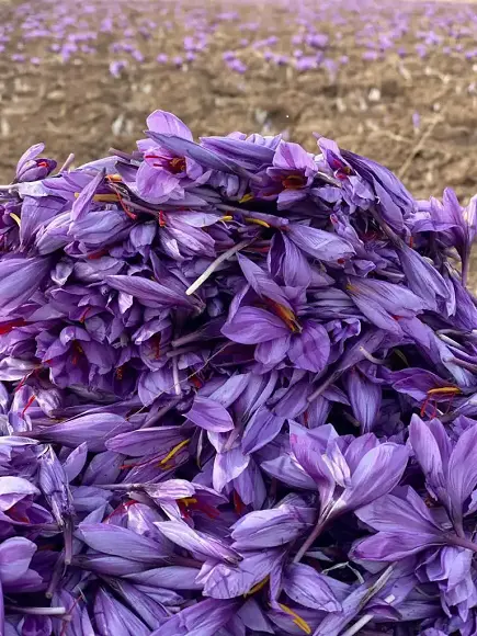 fleur de safran